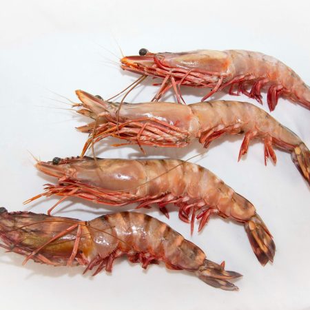 Giant Black Tiger Prawns (Premium Quality)